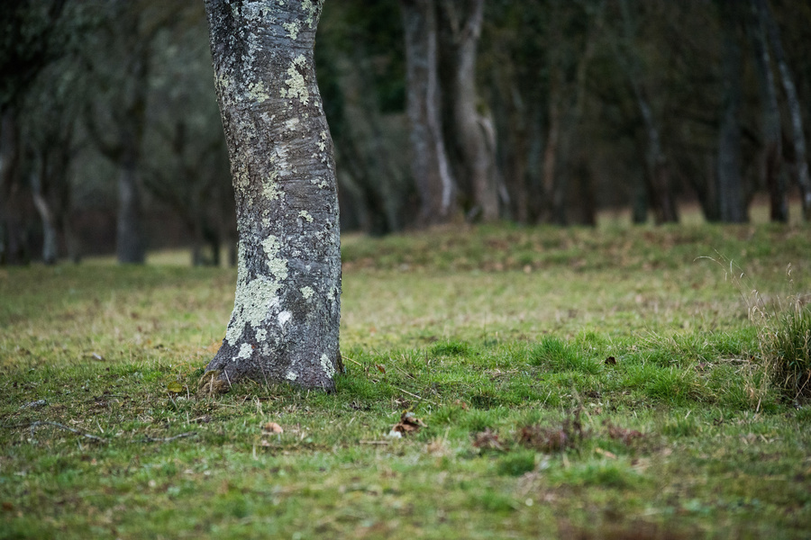 Campagne