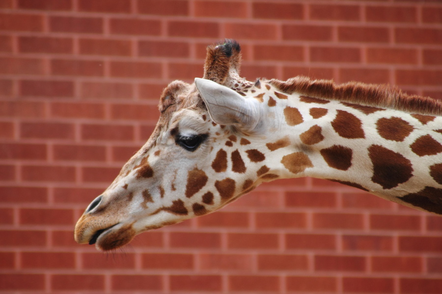 Girafe