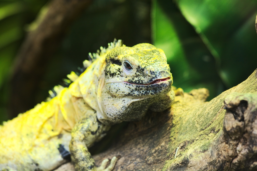 Lézard