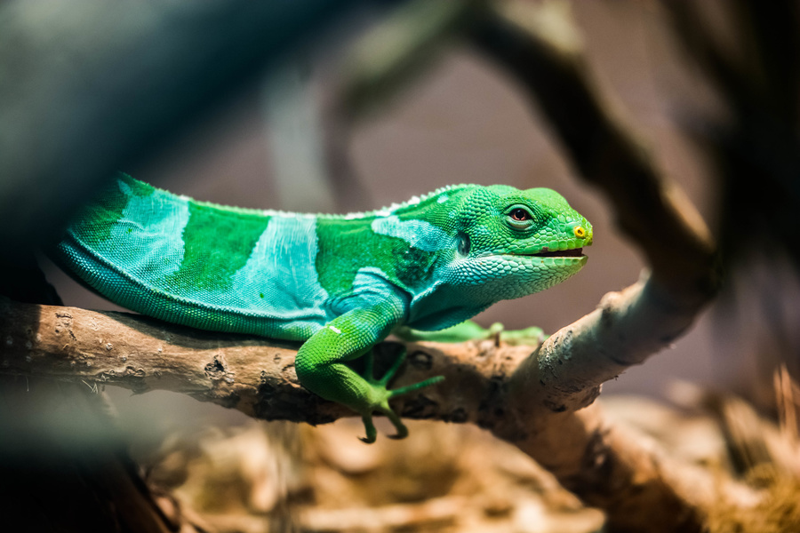 Lézard