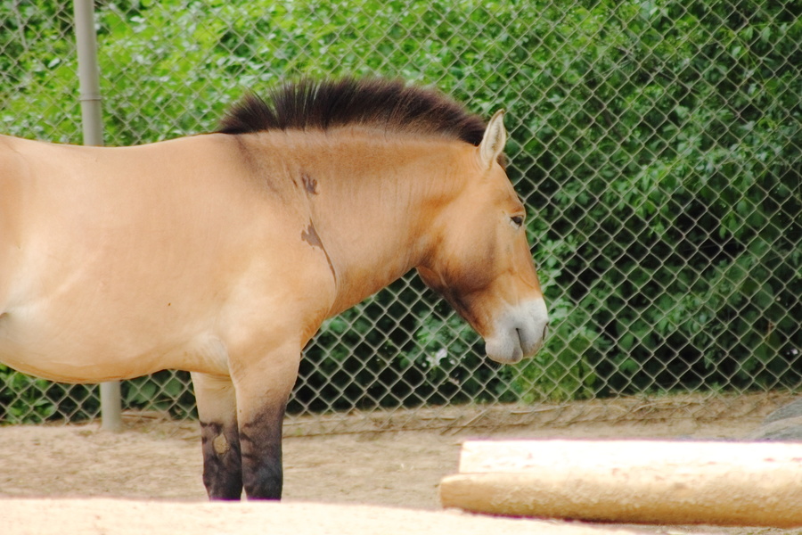Cheval de Przewalski