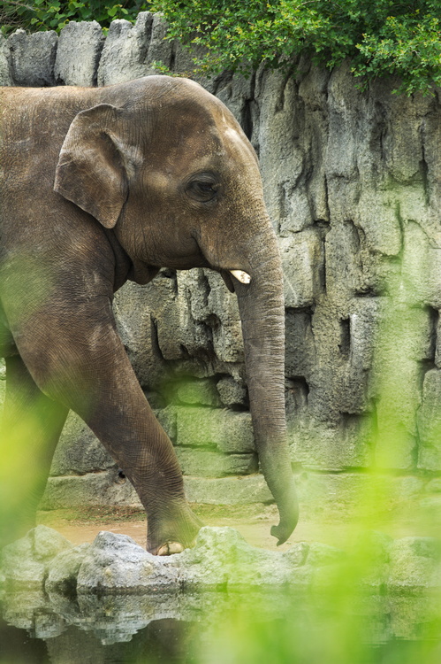 Éléphant