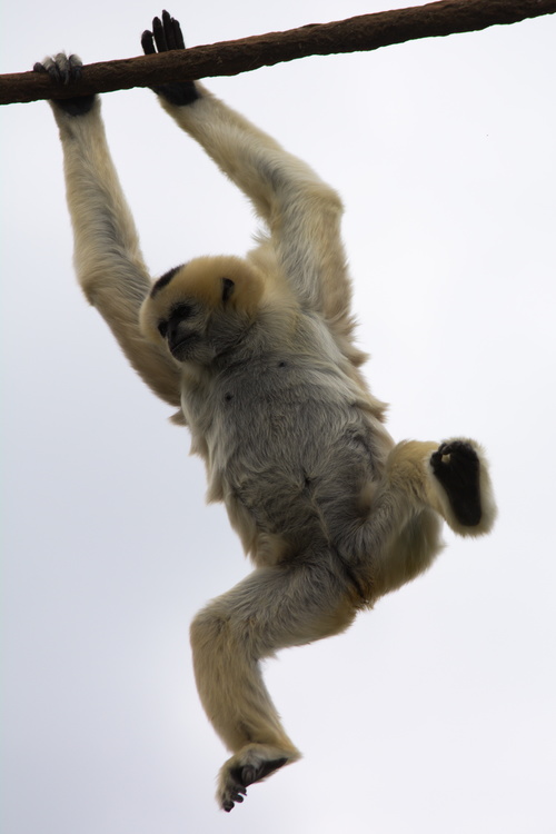 Singe