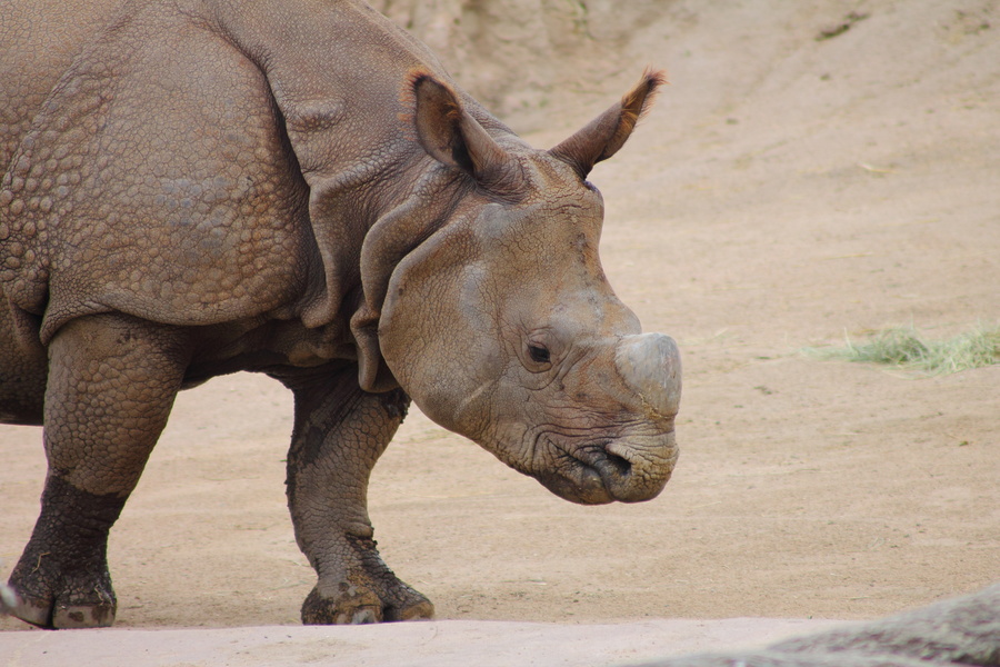 Rhinocéros