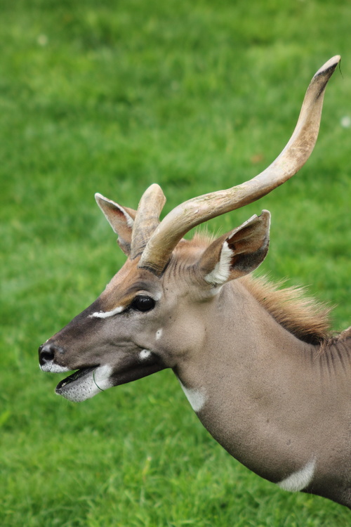 Antilope