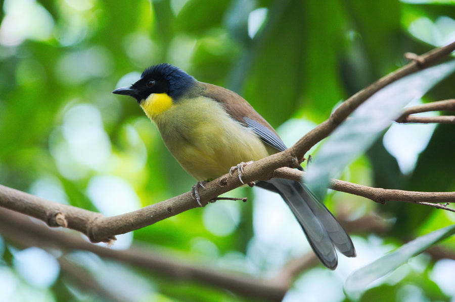 Oiseau