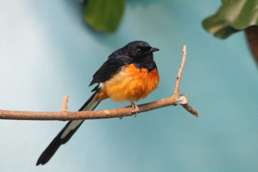 Oiseau