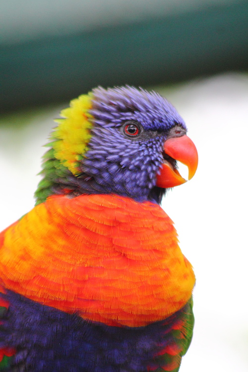Oiseau