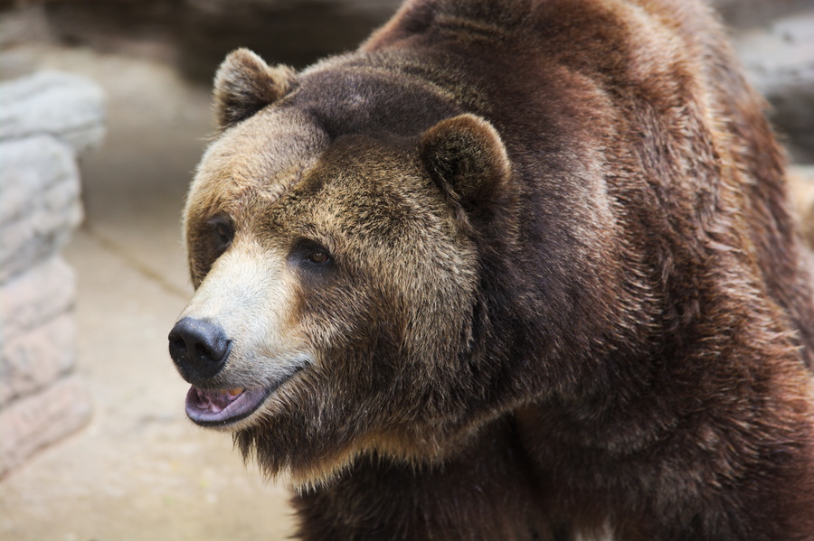 Grizzly