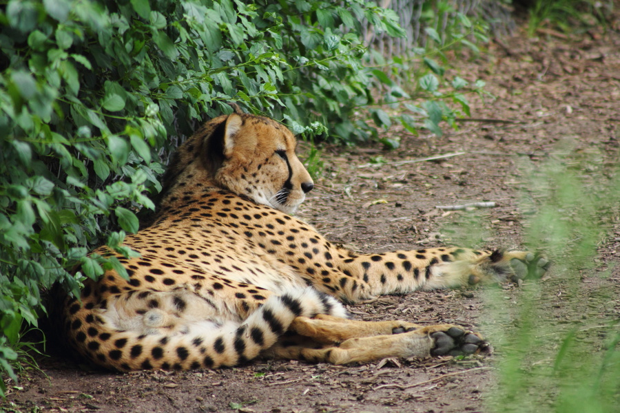 Guépard