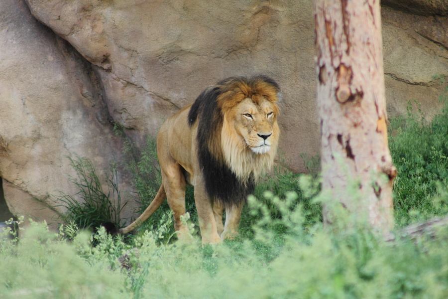 Lion