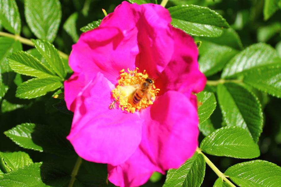 Fleur