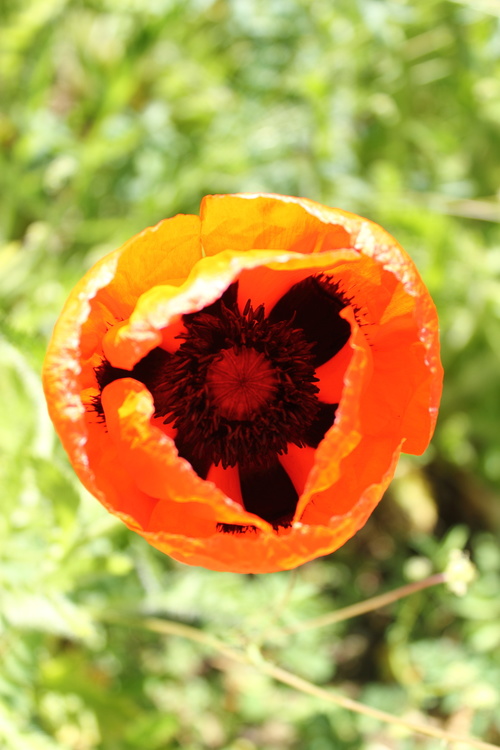 Coquelicot