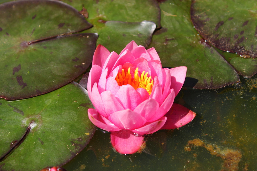Nénuphar