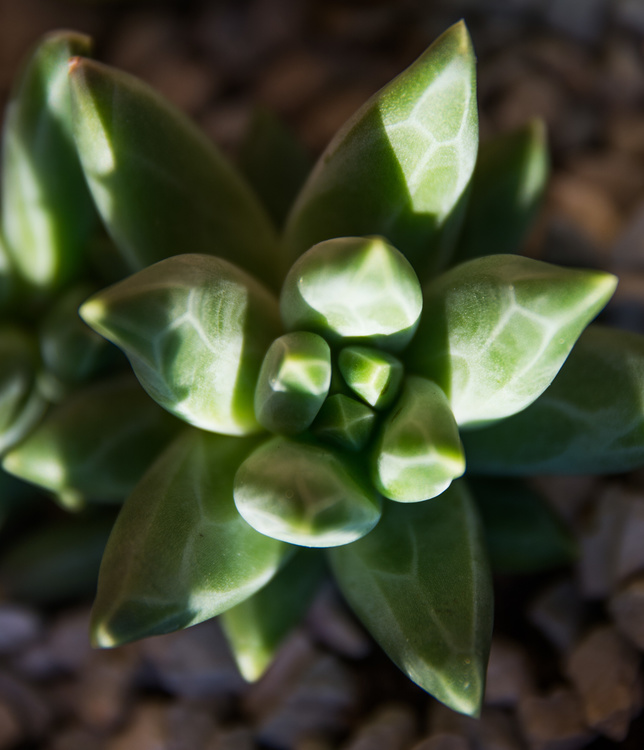 Pachyphytum compactum