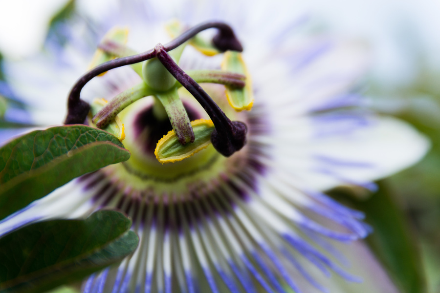 Passiflore grimpante