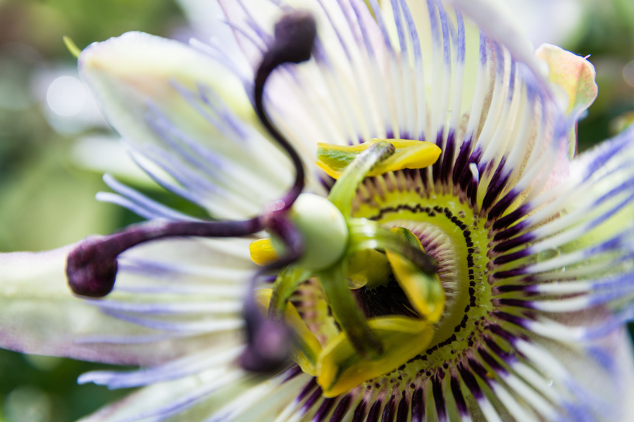 Passiflore grimpante