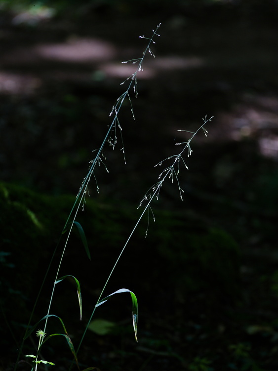 Herbe
