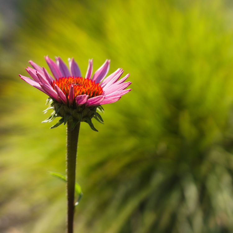 Fleur