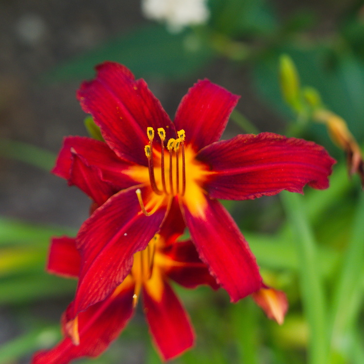 Fleur