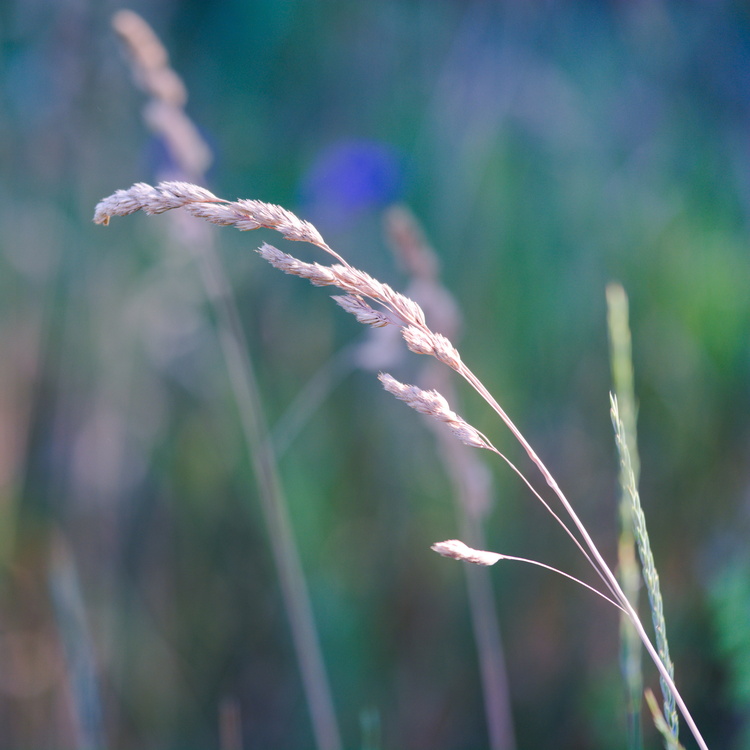 Herbe