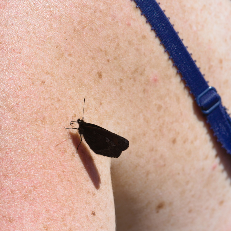 Papillon