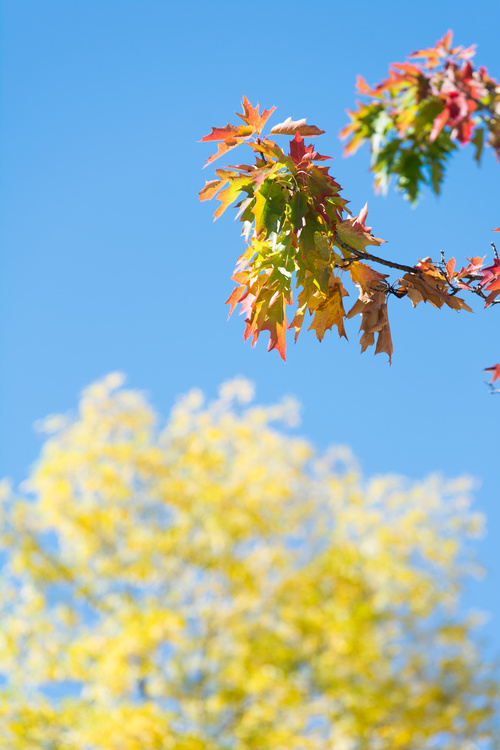 Couleurs d'automne