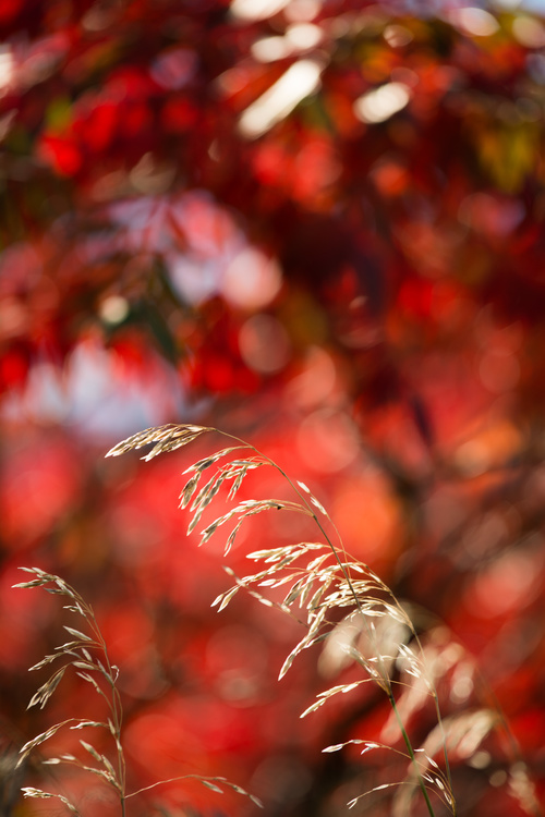Couleurs d'automne