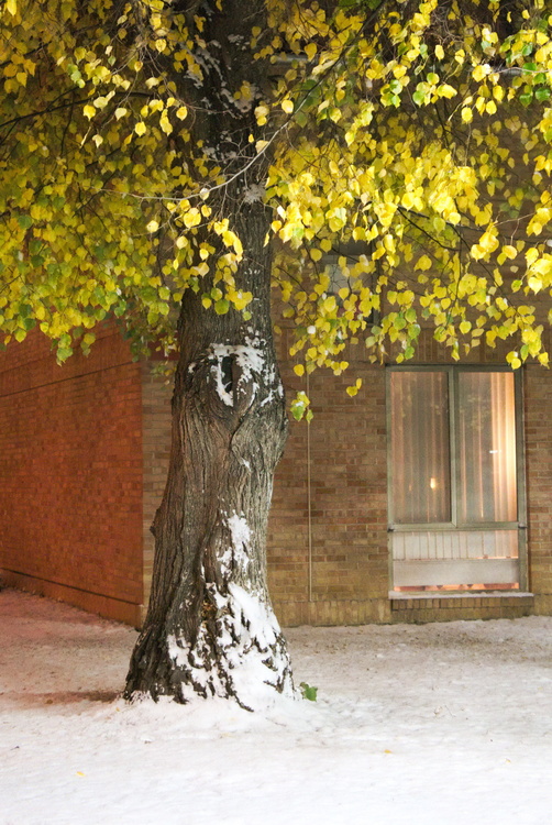 Et soudain, l'hiver...
