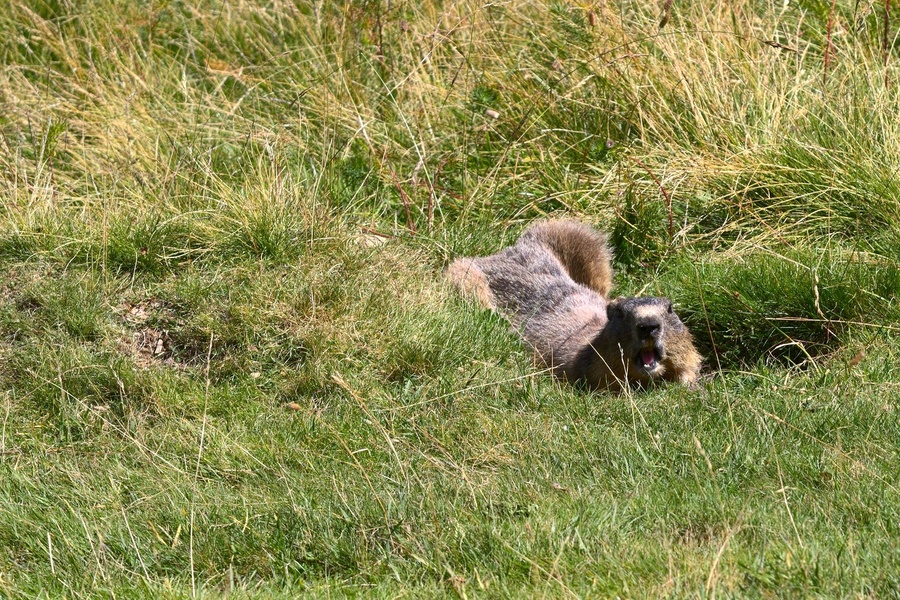 Marmotte