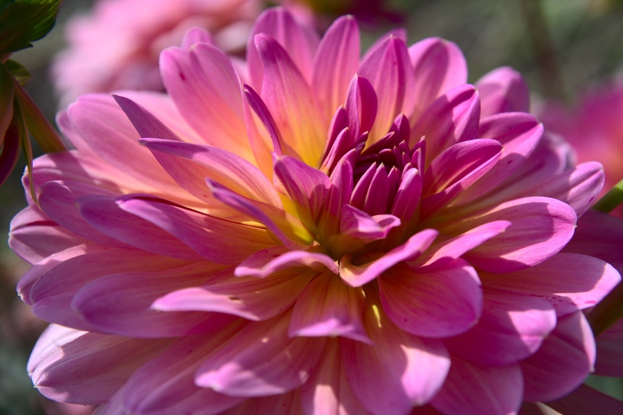 Dahlia