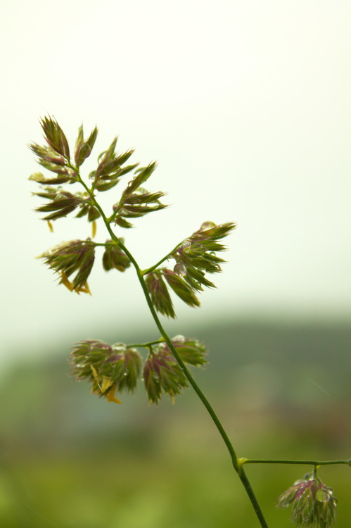 Herbe