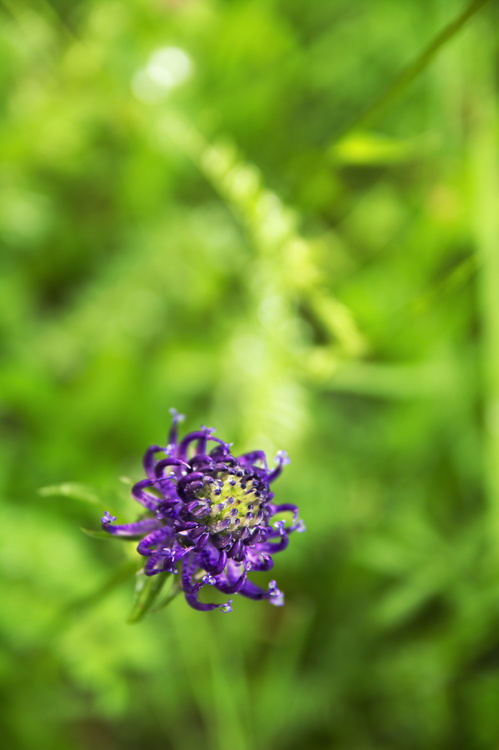 Fleur