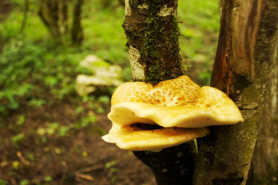 Champignons
