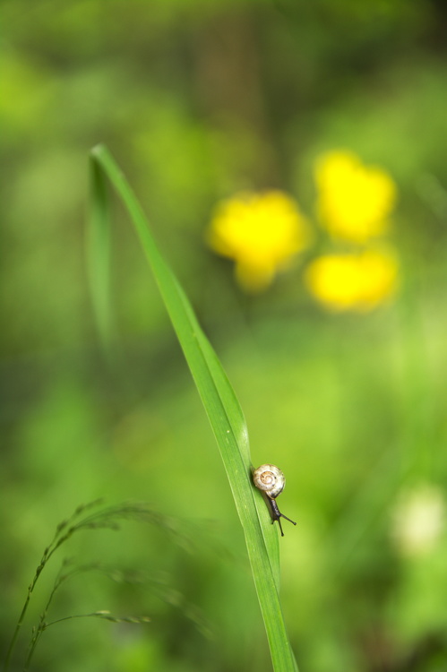Escargot