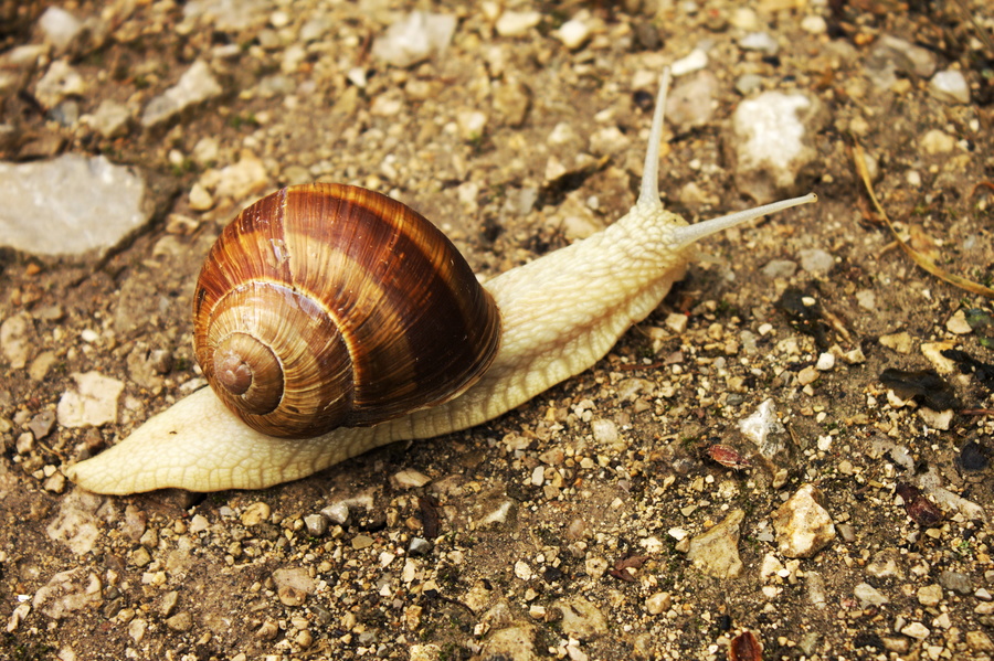 Escargot
