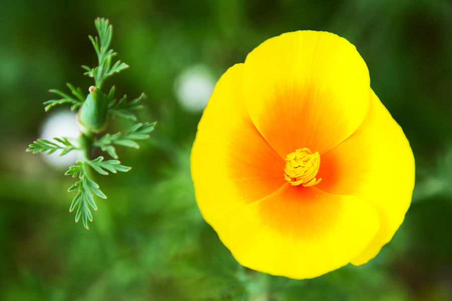 Fleur de printemps
