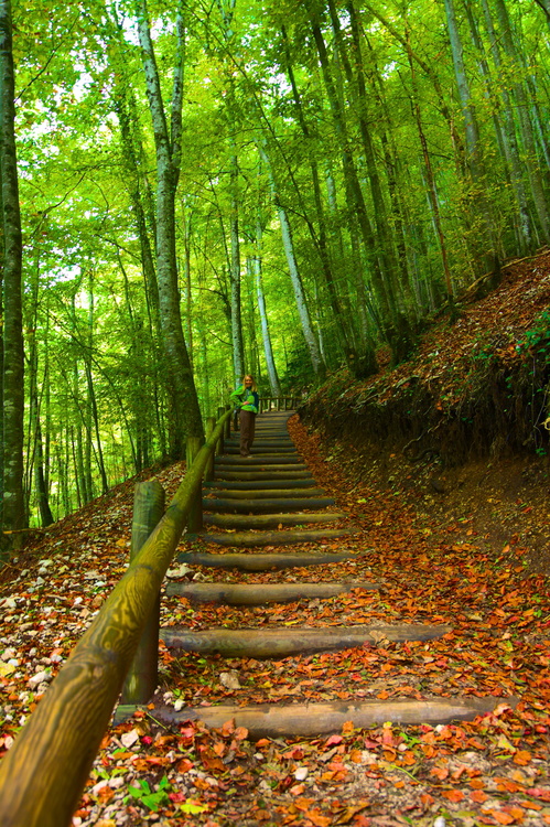 Montée dans les bois