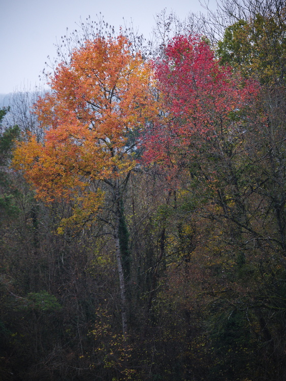 Automne