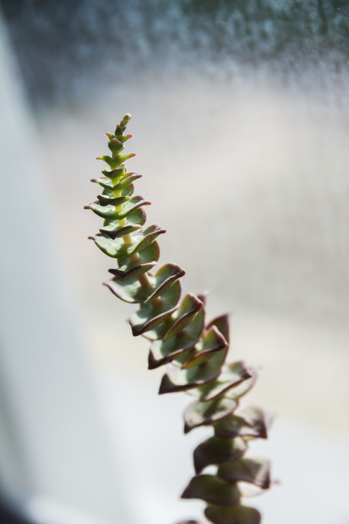 Plante grasse