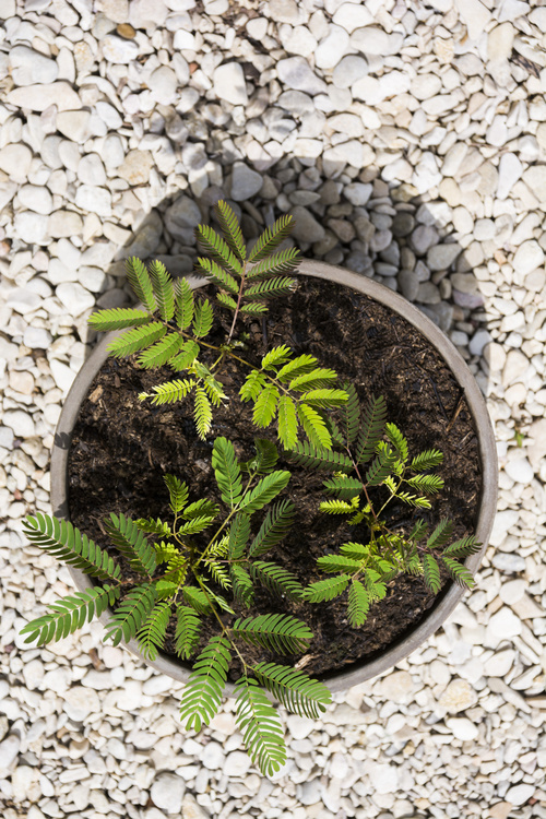 Albizias