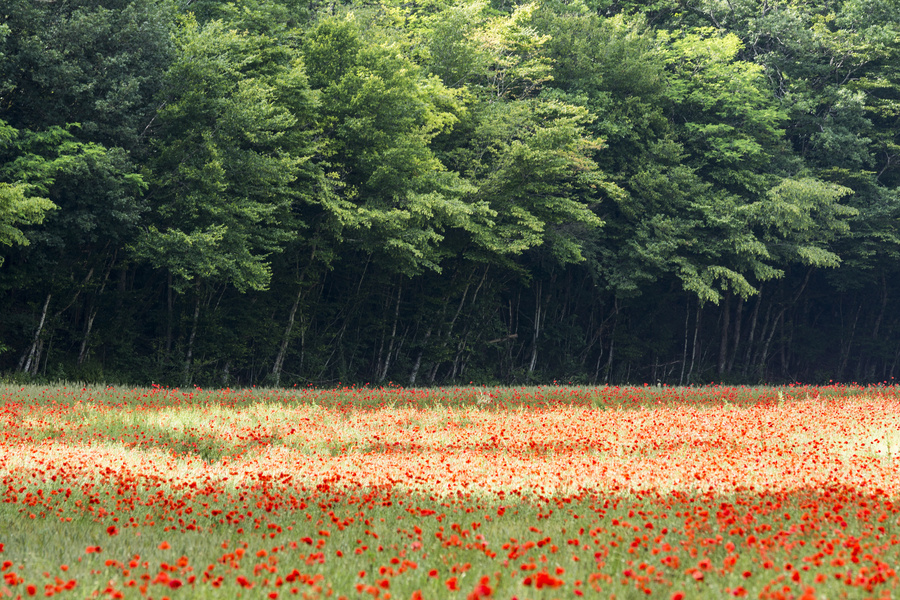Coquelicot