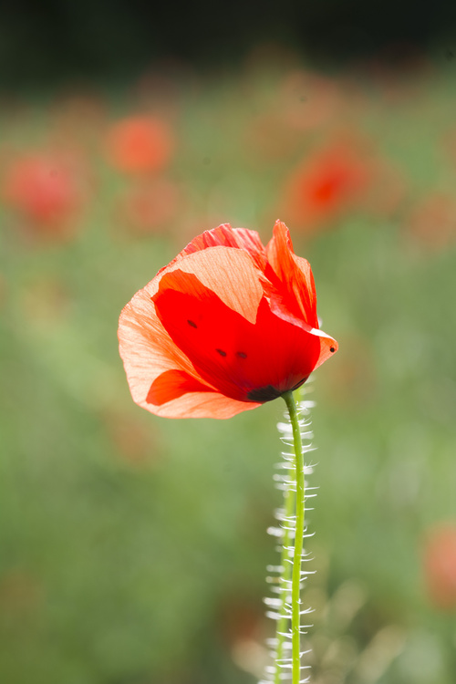 Coquelicot