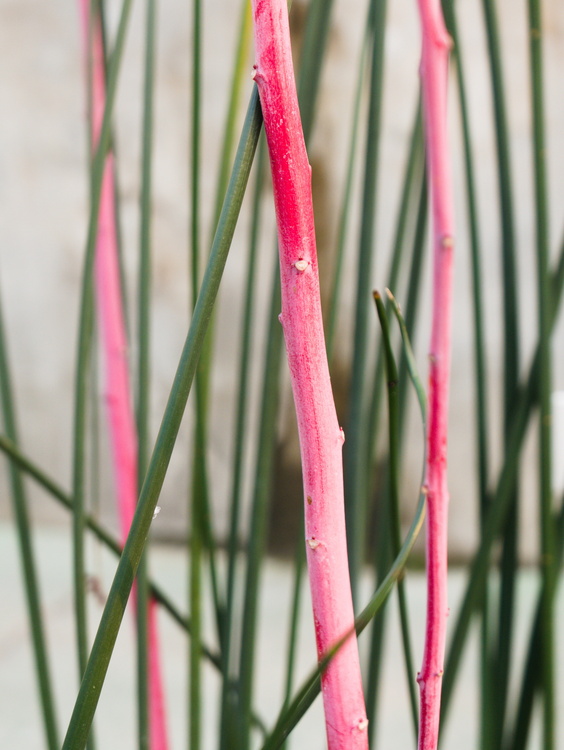 Jardin botanique