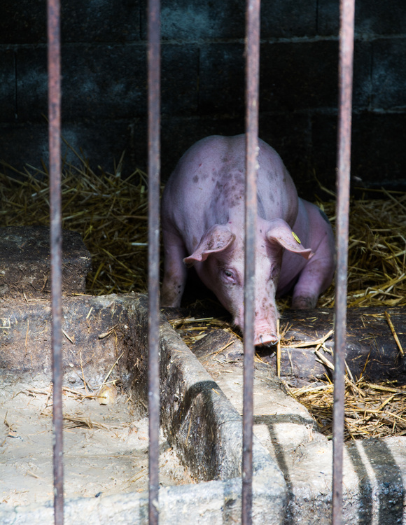 Cochon