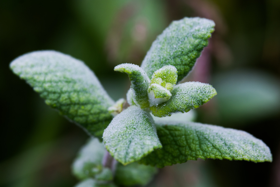 Menthe sauvage