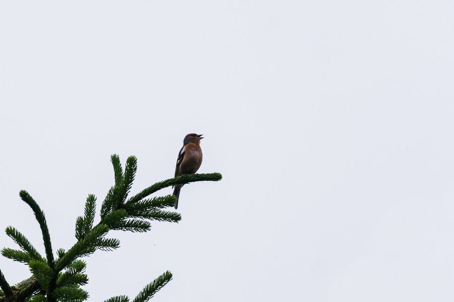 Pinson des arbres