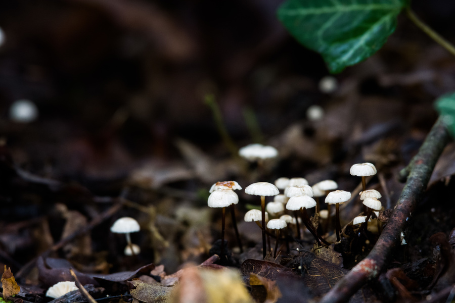 Champignons