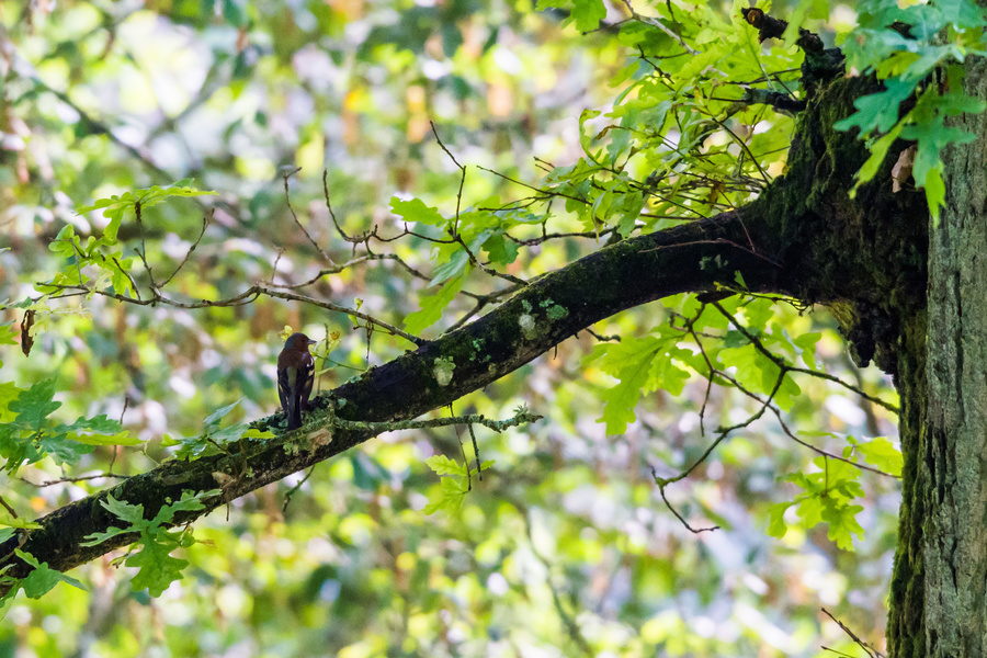 Pinson des arbres