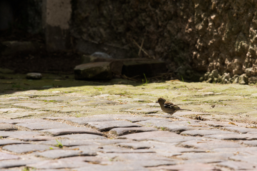 Moineau femelle